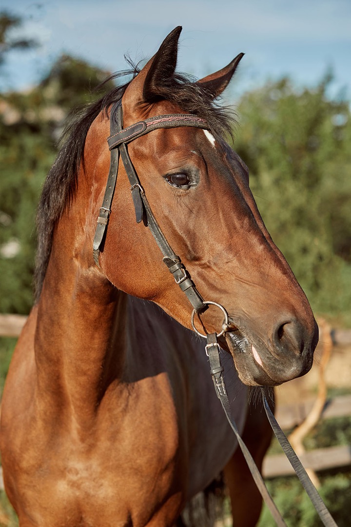Cavalo em atendimento veterinário com a SodiVet